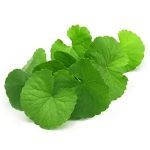 Gotu Kola Oil :