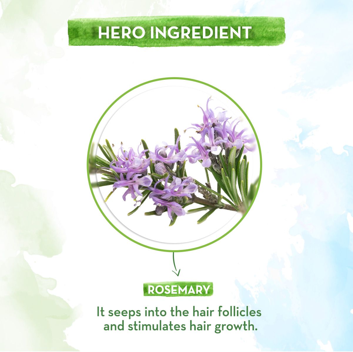 Rosemary Essential Oil for Hair Growth - 15 ml