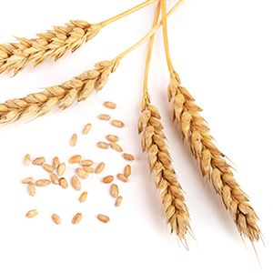 Wheat Amino Acids :