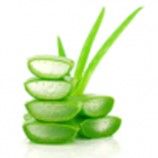 Aloe Vera:
