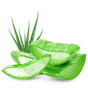 Aloe Vera :