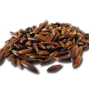 Black Oats: