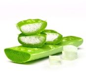Aloe Vera: