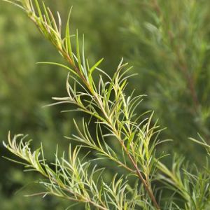 Tea Tree: