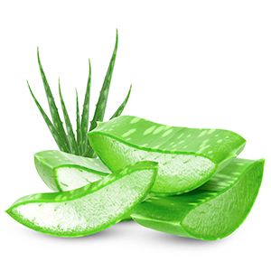 Aloe Vera: