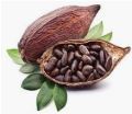 Cocoa :