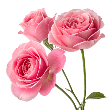 Rose Extract: