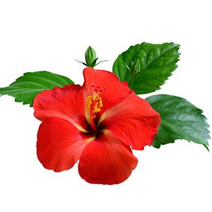 Hibiscus: