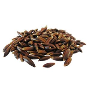 Black Oats :