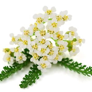 Yarrow Extract :