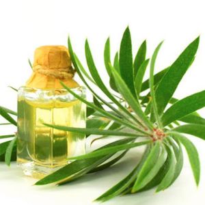 Tea Tree Oil: