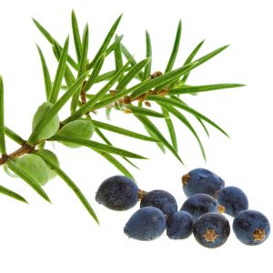 Indigo Oil: