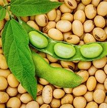 Soy Amino Acids :