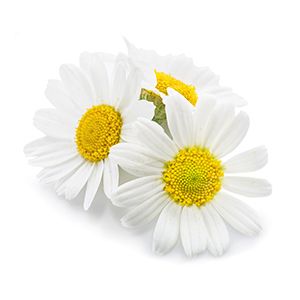 Chamomile: