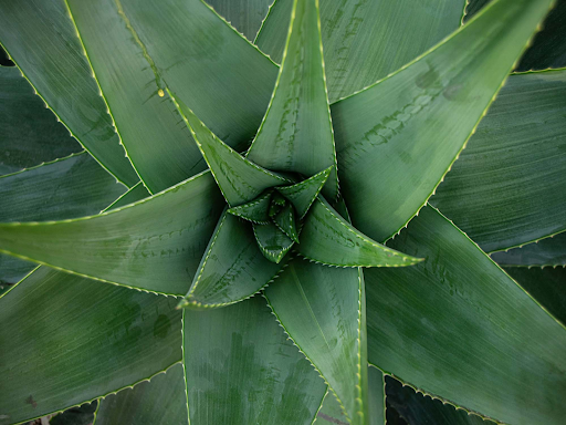 Aloe Vera: