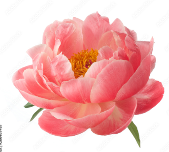 Base Notes - Peony & Iris : The light, airy note of Peony gives the perfume a rather floral essence, while Iris helps to prolong the life of other fragrances in the blend.