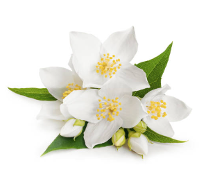 Middle Notes - Jasmine, Gardenia & Ylang Ylang : At the heart of this fragrance is the enchanting bouquet of these three exotic aromas.