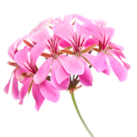 Top Note : Get spiced up for an aromatic adventure with top notes of Geranium.