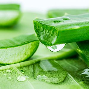 Aloe Vera :