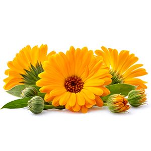 Calendula: