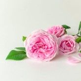 Bulgarian Rose :