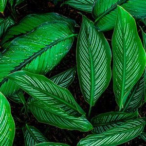 Plant-Based Surfactants :
