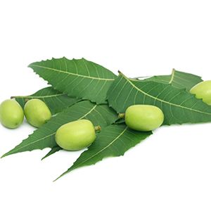 Neem Extract :