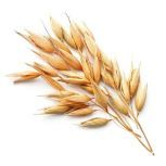 Oat Amino Extract :