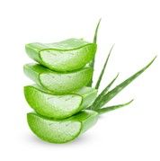 Aloe Vera :