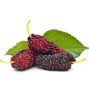 Mulberry: