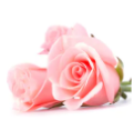 Rose Water: