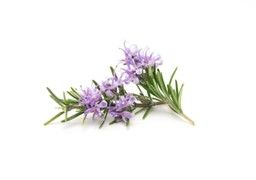 Rosemary :