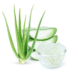 Aloe Vera :