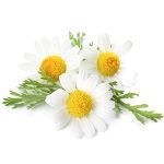Chamomile Reticulata :