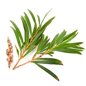 Tea tree :