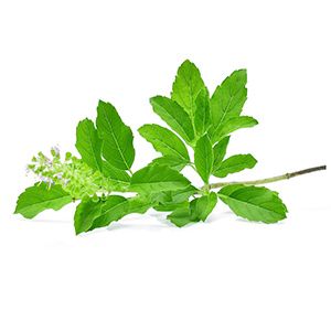 Tulsi :