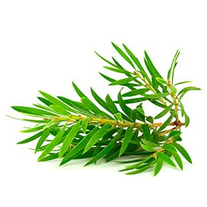 Tea Tree::