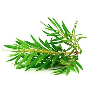 Tea Tree: