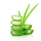 Aloe Vera: