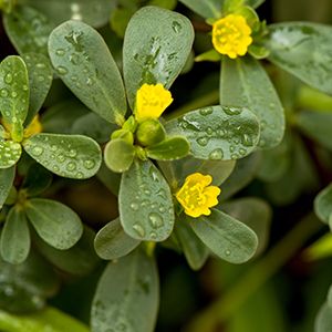 Common Purslane: