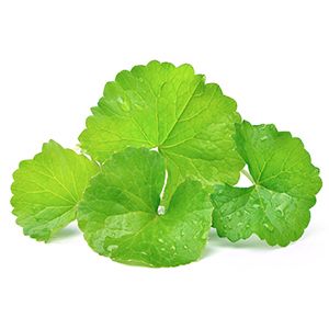 Gotu Kola: