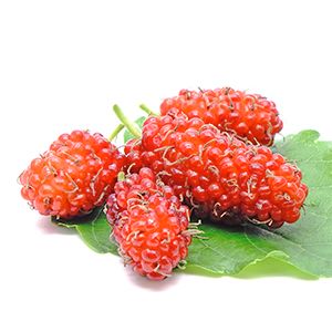 Mulberry Extract -