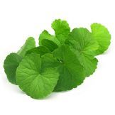 Gotu Kola :